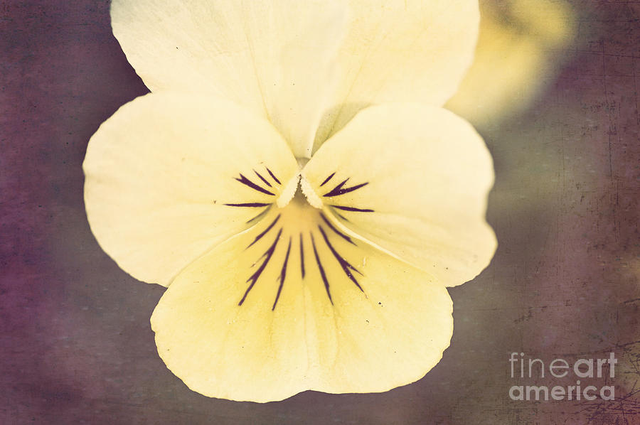 Vintage Abstract Flower Photograph