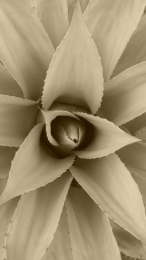 Vintage Agave Photograph by Eve Zimmerle - Fine Art America