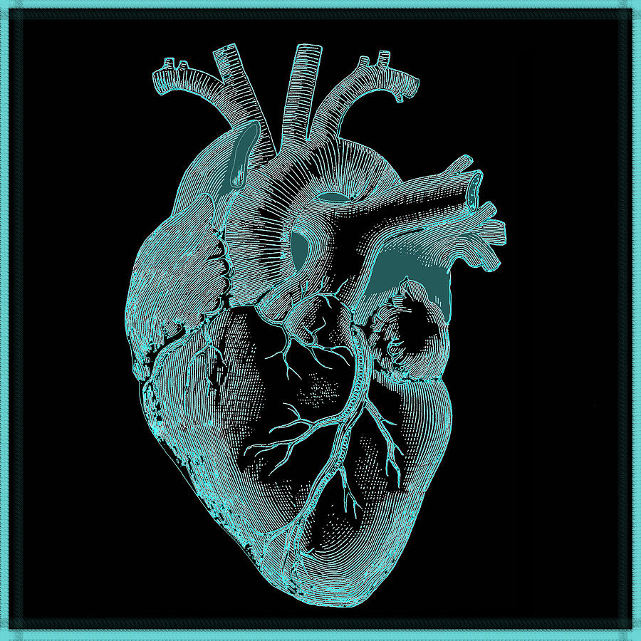 Vintage Anatomical Heart Aqua Digital Art by Joy McKenzie - Fine Art ...