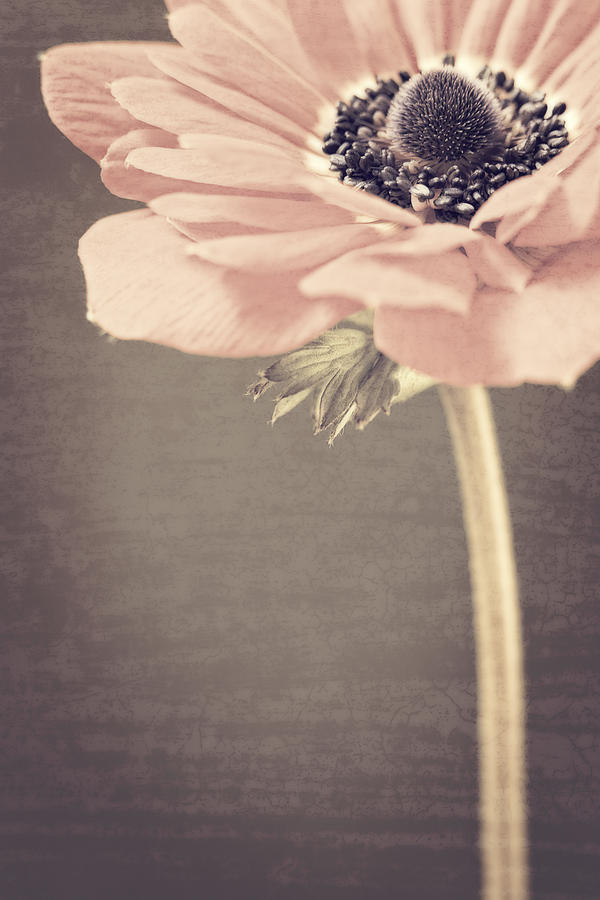 Nature Photograph - Vintage Anemone by Caitlyn  Grasso
