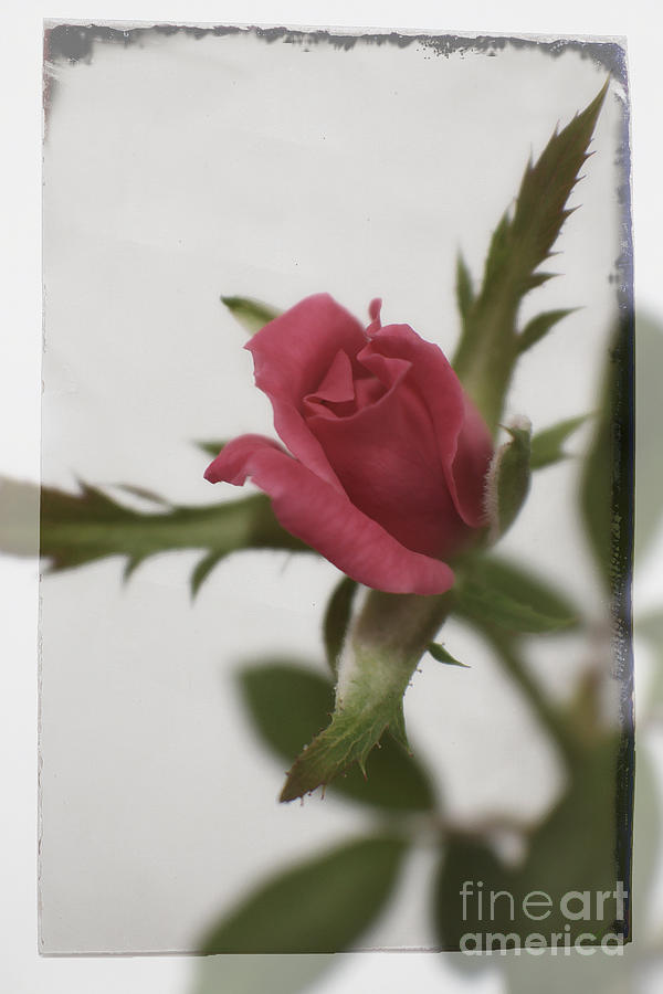 Vintage Antique Rose Photograph by Ella Kaye Dickey