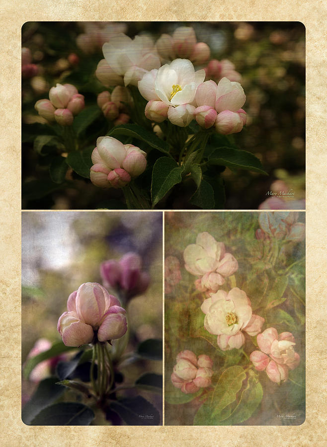 Vintage Apple Blossoms Collage Photograph by Mary Machare