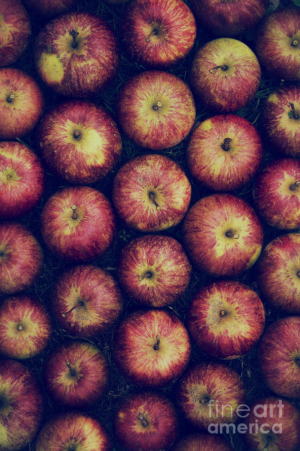 Vintage Photograph - Vintage Apples by Tim Gainey