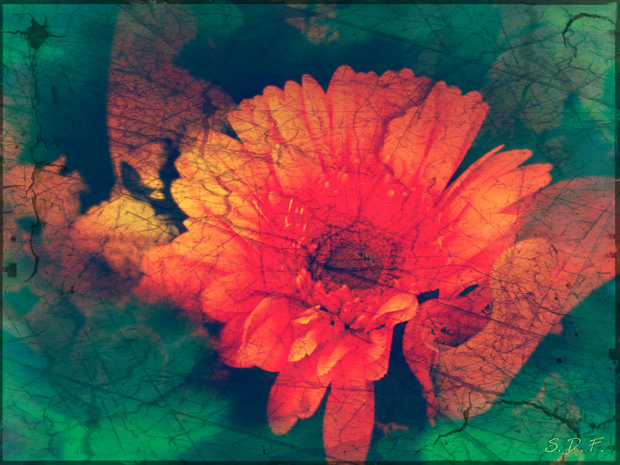 Vintage Aster by Sherry Flaker Vintage Aster by Sherry Flaker