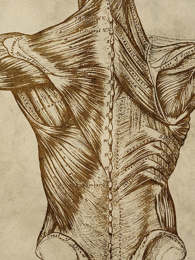 Vintage Digital Art - Vintage Back Anatomy by Flo Karp