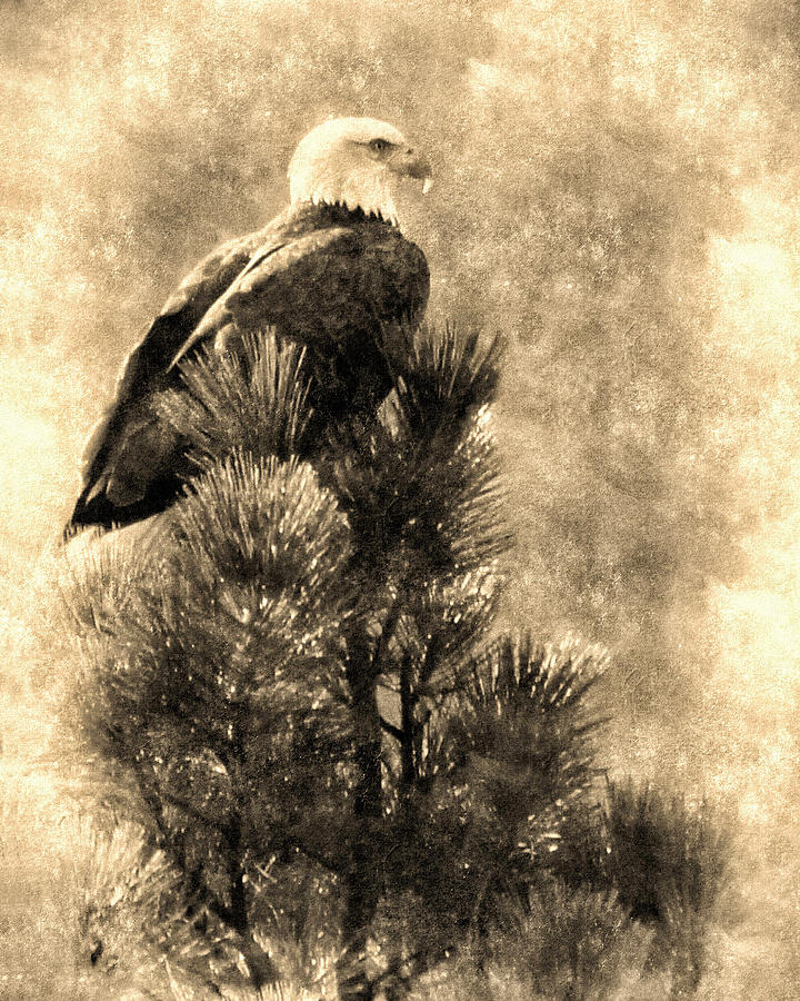 Vintage Bald Eagle Photograph by Priscilla Burgers