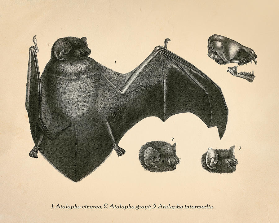 bat anatomy