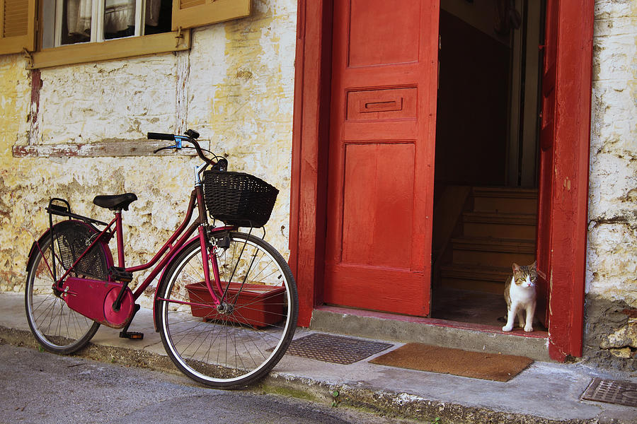Vintage Bicycle And Cat On The Street Photograph by Anyaberkut