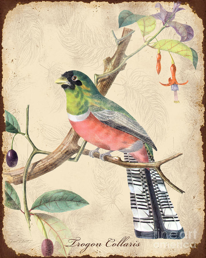 Vintage Bird Study-A Digital Art by Jean Plout