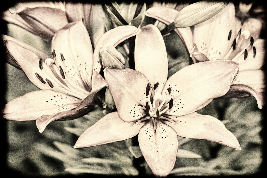 Vintage Bleached Lily Art Photograph by Lesa Fine