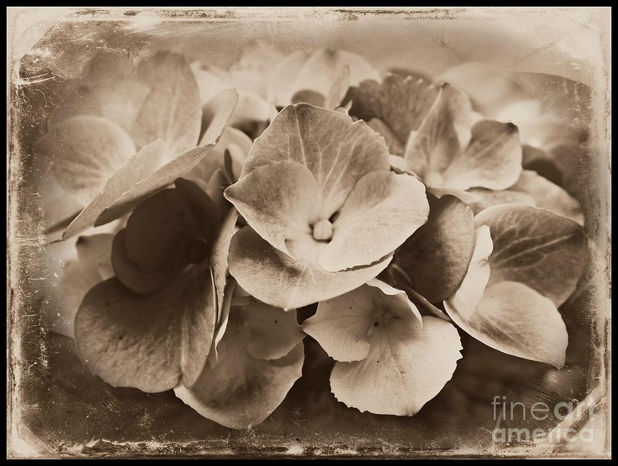 Vintage Blooms Photograph by Clare Bevan