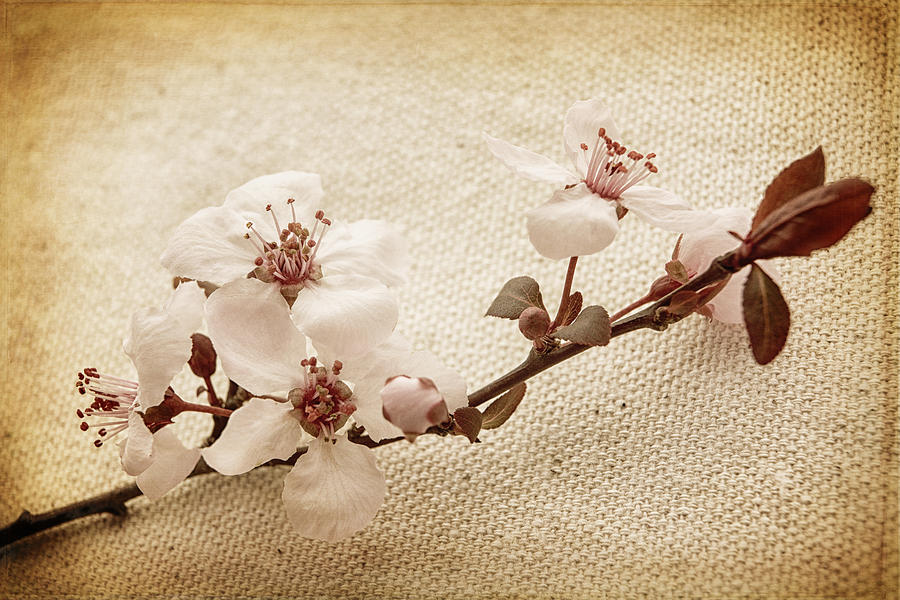 Vintage Blossoms Photograph by Caitlyn  Grasso