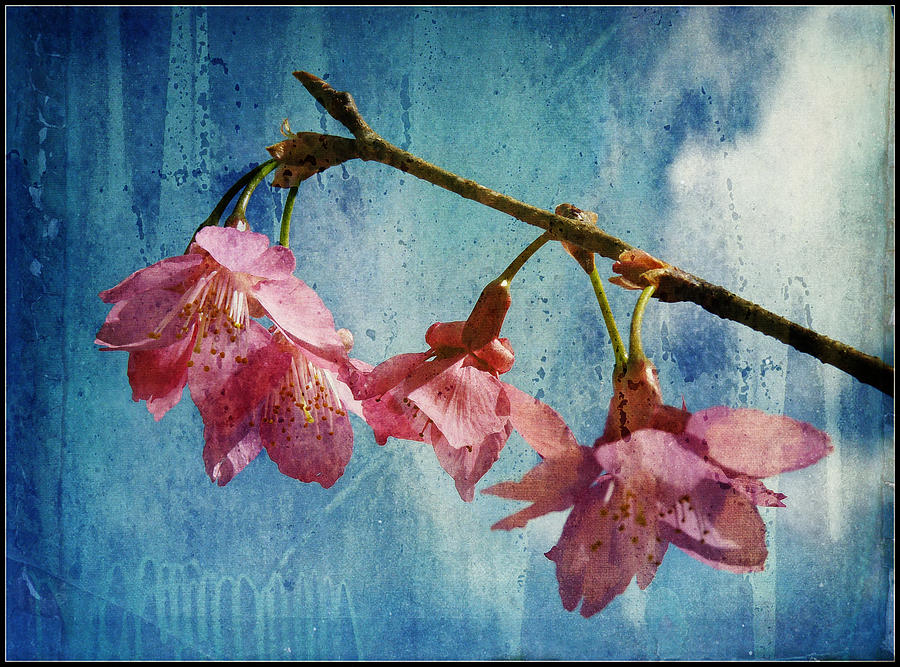 Vintage Blossoms Photograph by Carla Parris