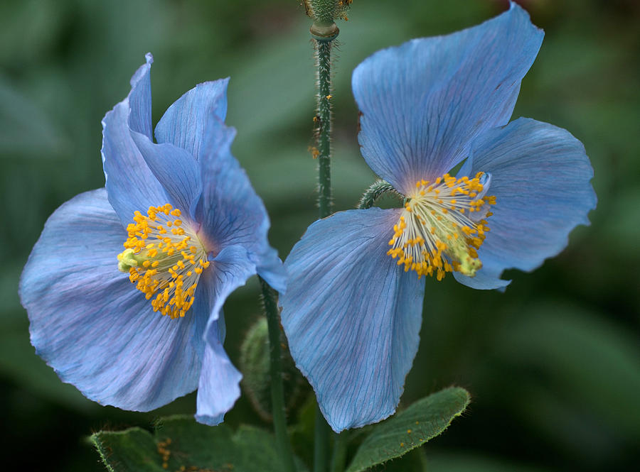 Vintage Blue Poppies Photograph by Richard Cummings