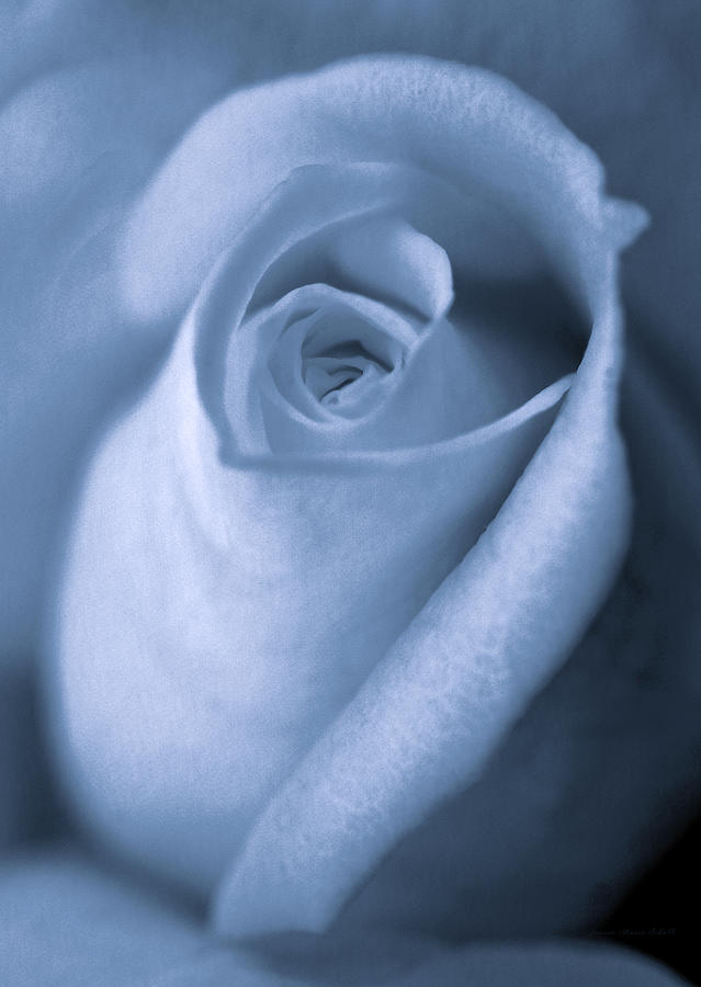 Vintage Blue Rose Bud Flower Photograph by Jennie Marie Schell