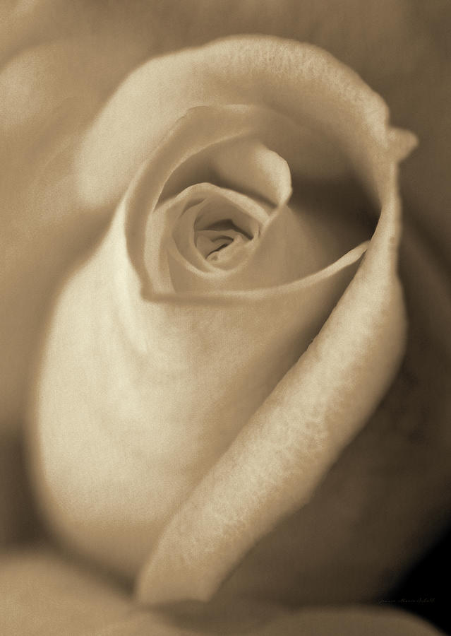 Vintage Photograph - Vintage Brown Rose Bud Flower by Jennie Marie Schell
