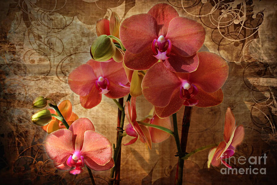 Orchid Photograph - Vintage Burnt Orange Orchids by Judy Palkimas