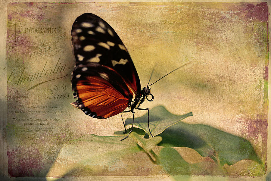 Vintage Butterfly Card Photograph by Maria Angelica Maira