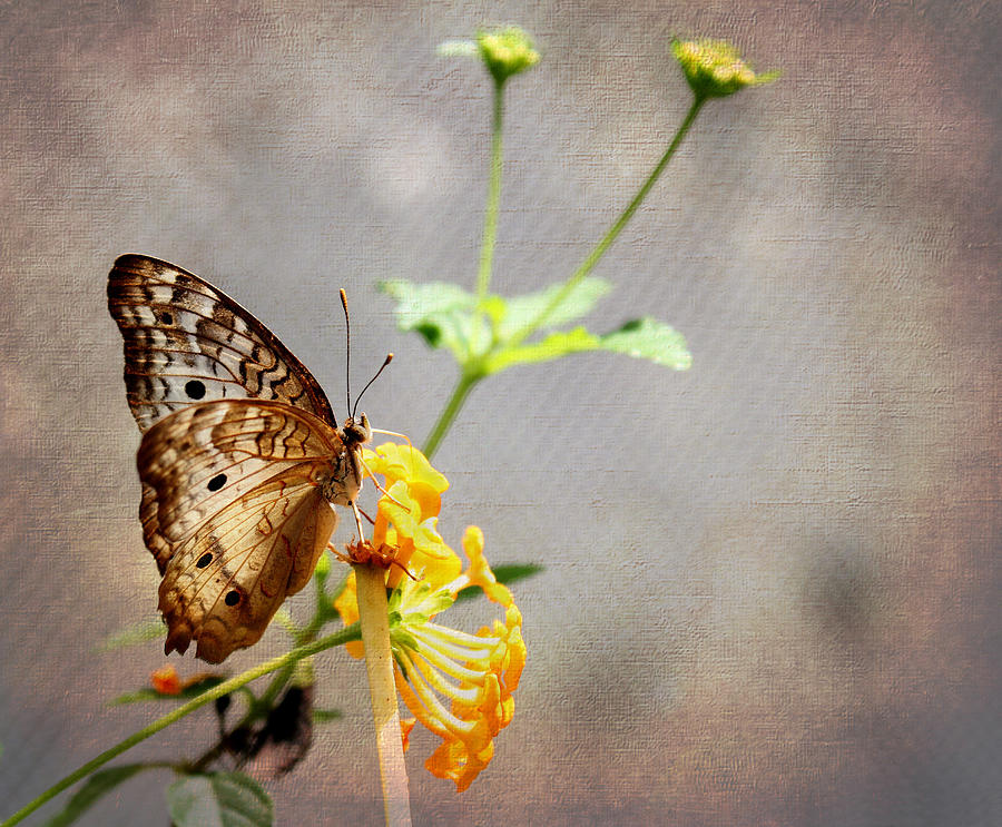 Vintage Butterfly Photograph by Judy Vincent