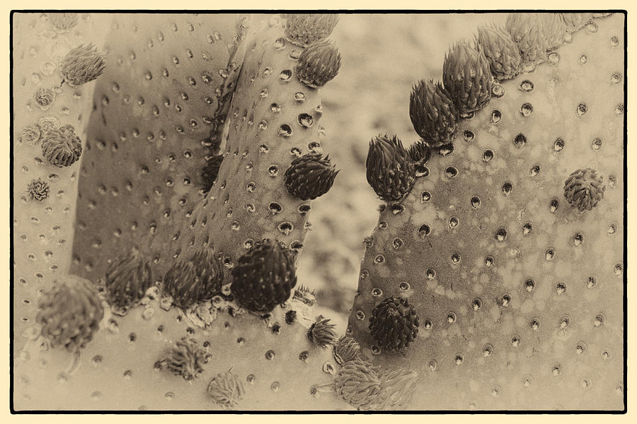 Vintage Photograph - Vintage Cactus by Glenn DiPaola