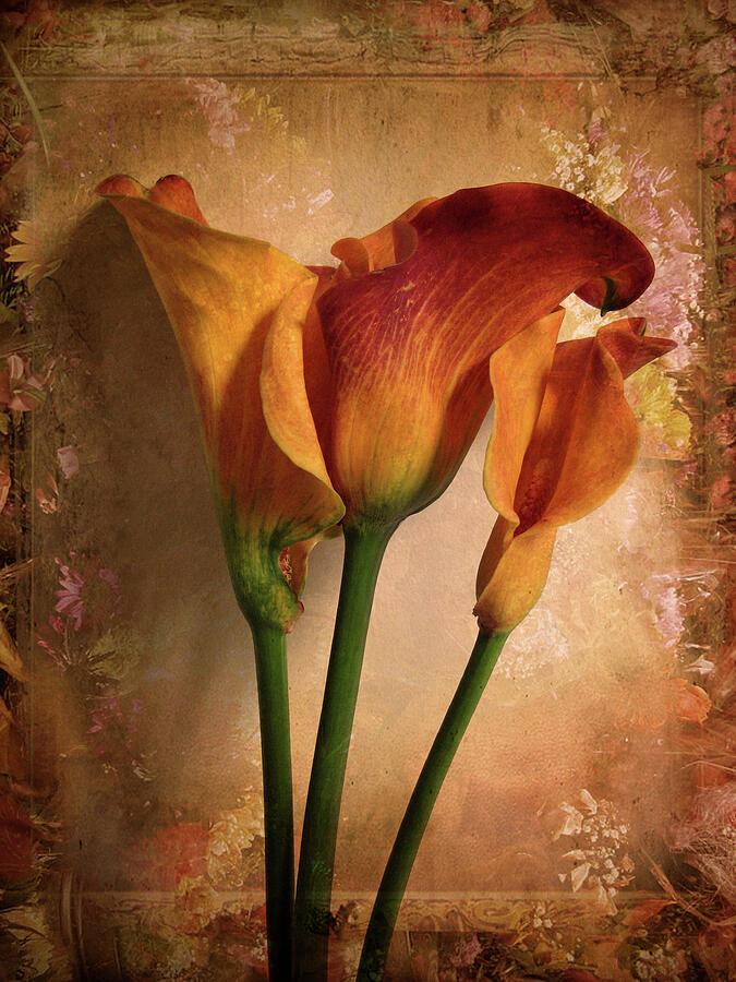 Flower Photograph - Vintage Calla Lily by Jessica Jenney