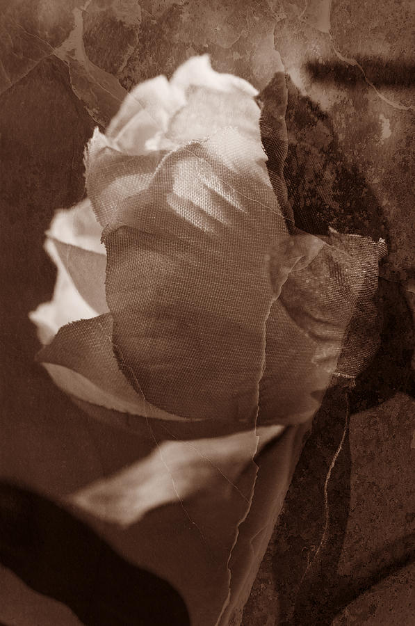 Vintage Camelia Photograph by Kathleen Messmer