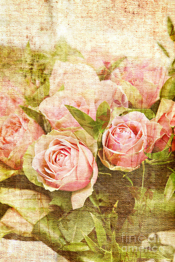 Vintage canvas rose print Digital Art by Sophie McAulay
