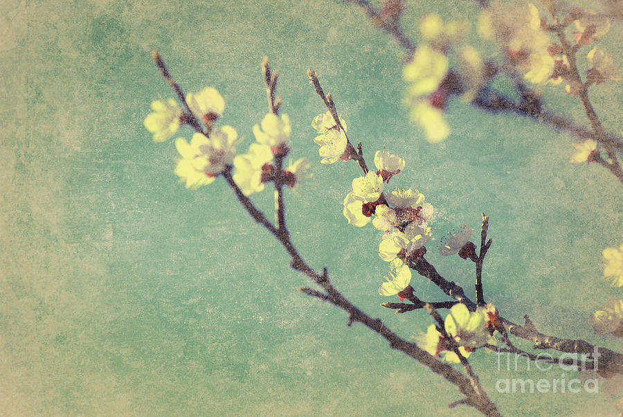 Vintage cherry blossom Photograph by Jelena Jovanovic