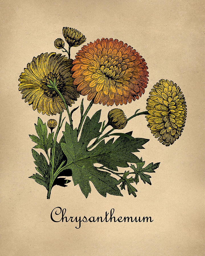 Chrysanthemum 'Old Fashioned White