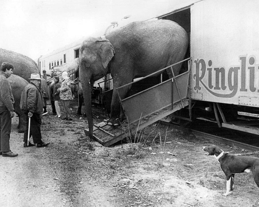 Vintage Photograph - Vintage Circus Elephant Unloading by Retro Images Archive