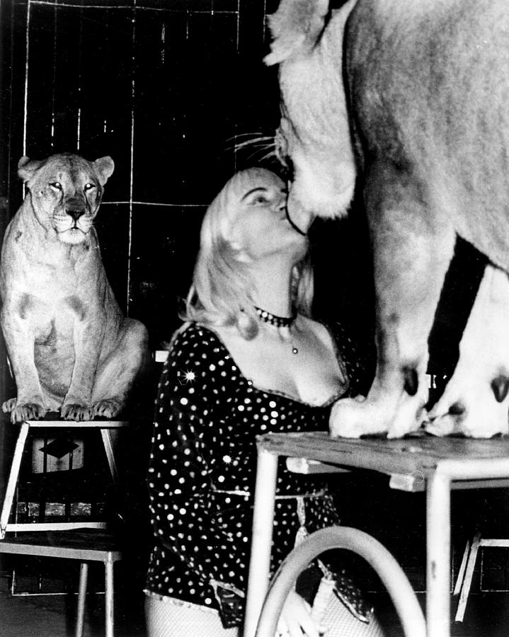 Vintage Circus Lion Love Photograph by Retro Images Archive