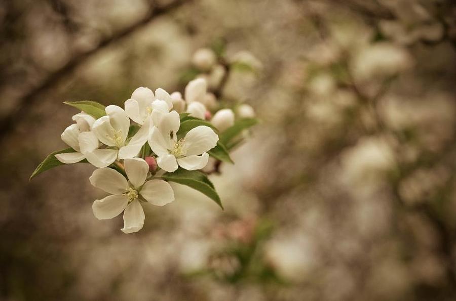 Nature Photograph - Vintage Crabapple Blossom by Cathy Hacker