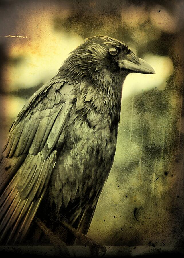 Vintage Crow Photograph by Gothicrow Images - Fine Art America