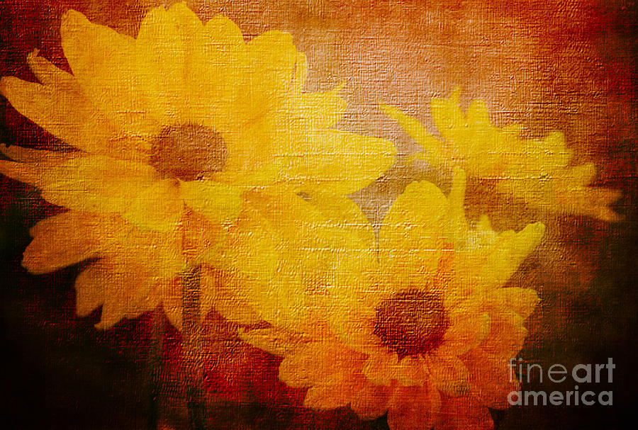 Vintage Daisies Photograph by Judy Wolinsky