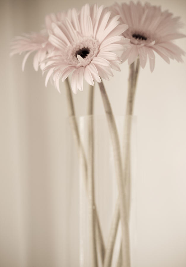 Vintage Daisies  Photograph by Julie Palencia