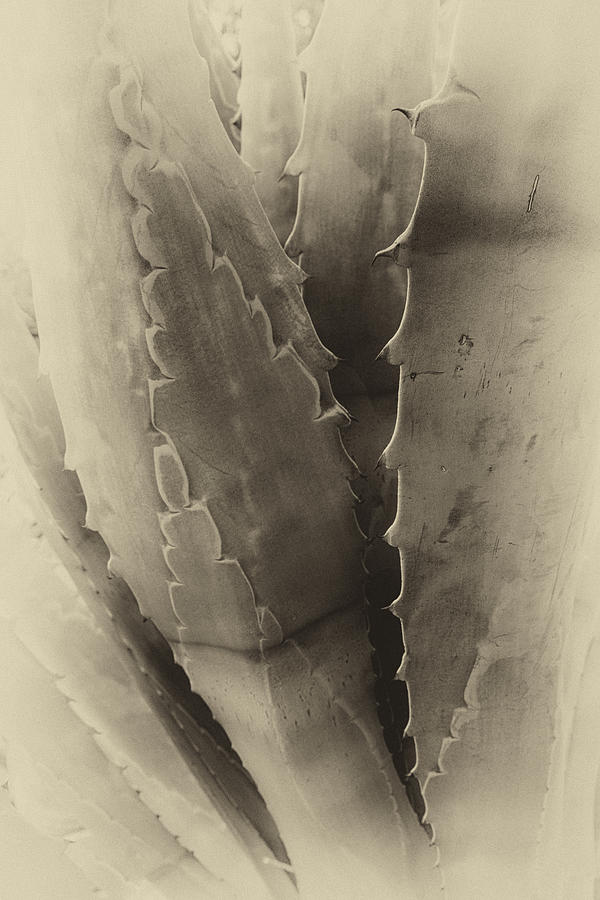 Nature Photograph - Vintage Desert Plant by Glenn DiPaola