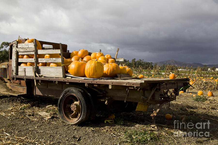 Vintage Dodge Brothers Pumpkin truck with two trees Ventura Photograph by David Millenheft
