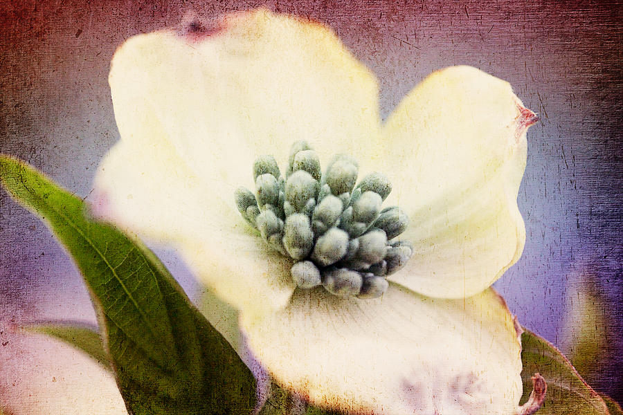 Vintage Dogwood Blossom Photograph by Trina  Ansel