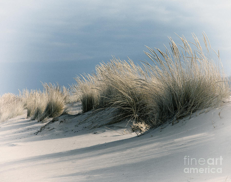 Vintage Photograph - Dune Grass #2 by Timothy Johnson