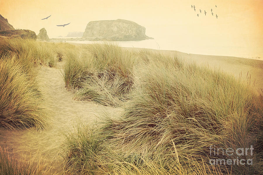 Vintage Dunes Photograph by Sylvia Cook