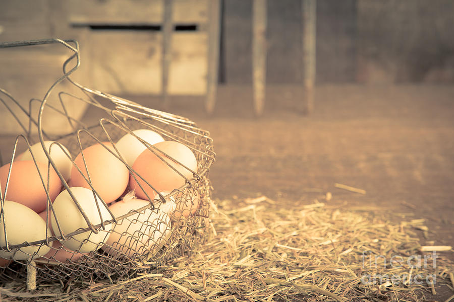Vintage eggs in wire basket Photograph by Edward Fielding