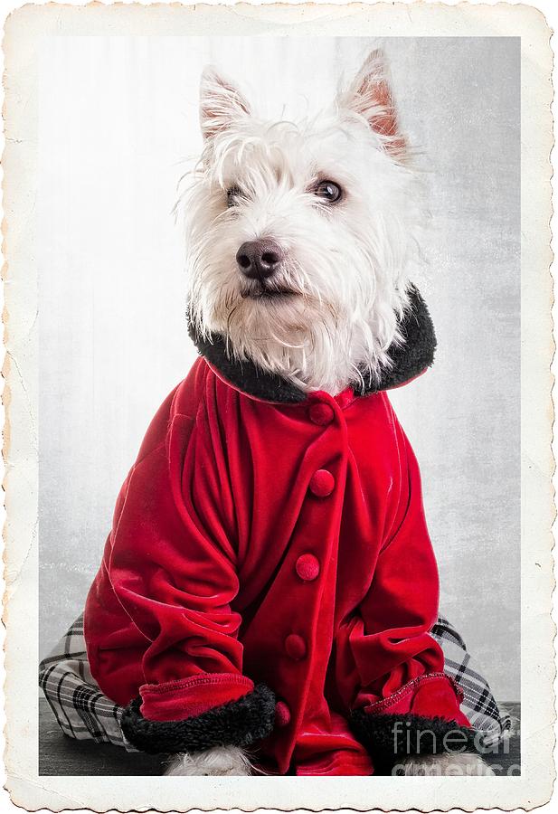 Vintage Fashion Dog Photograph by Edward Fielding