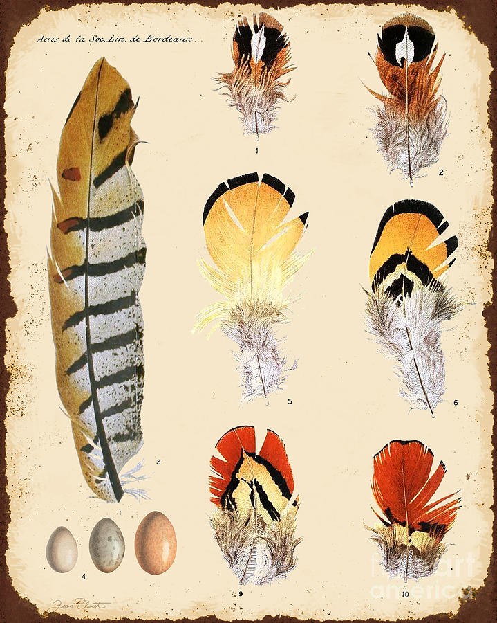 Vintage Feather Study-D Digital Art by Jean Plout