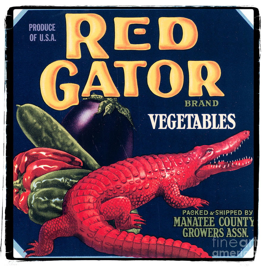 Sign Photograph - Vintage Florida Food Signs 6 - Red Gator Brand - Square by Ian Monk