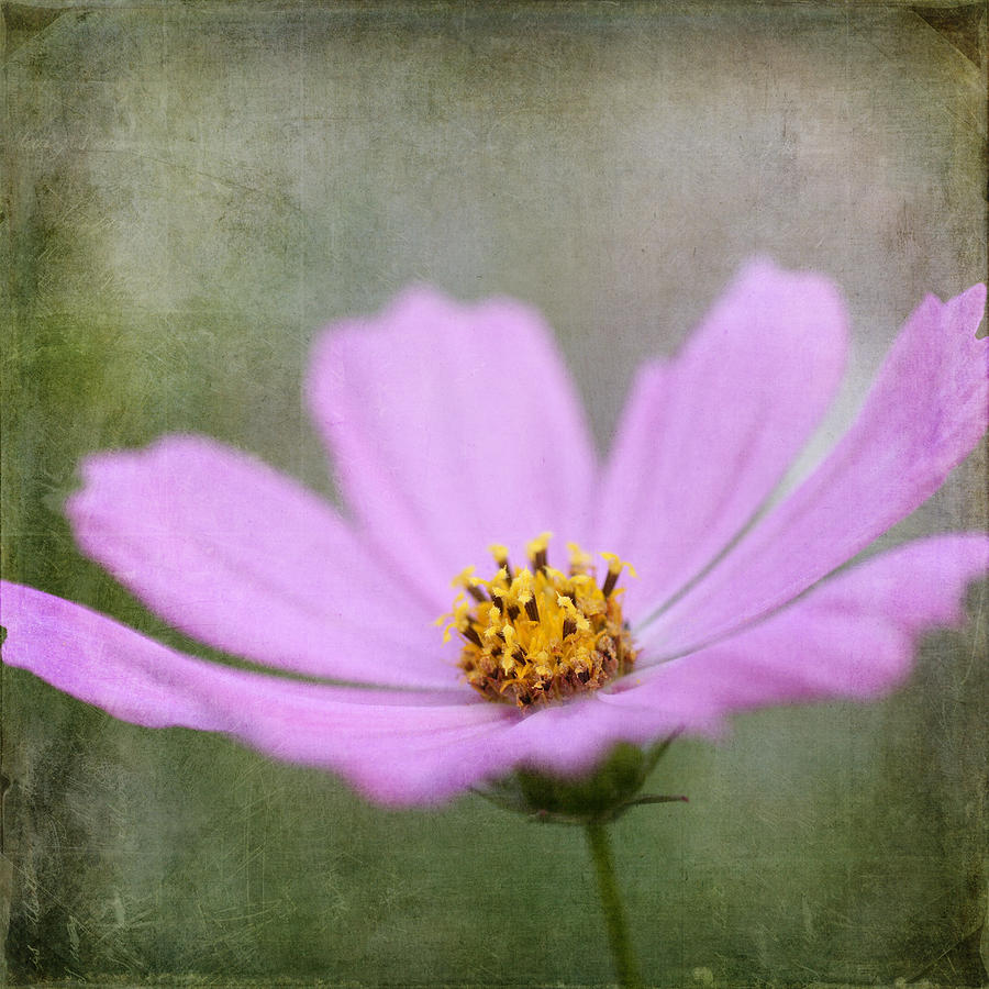 Vintage flower Photograph by Kamen Zagorov | Fine Art America