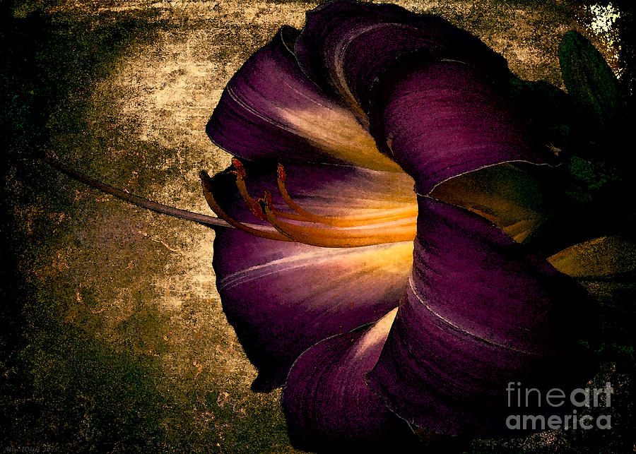 Vintage Flower Photograph by Mim White