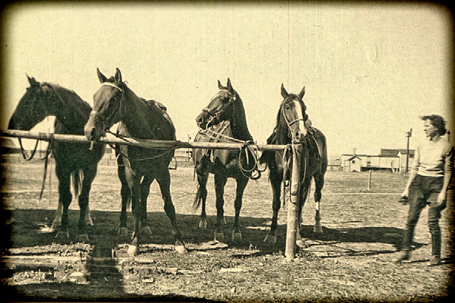 Vintage Four Horses Photograph by Cathy Anderson