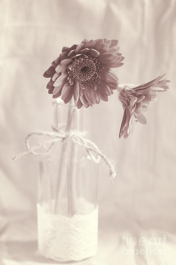 Flower Photograph - Vintage Gerbera by LHJB Photography