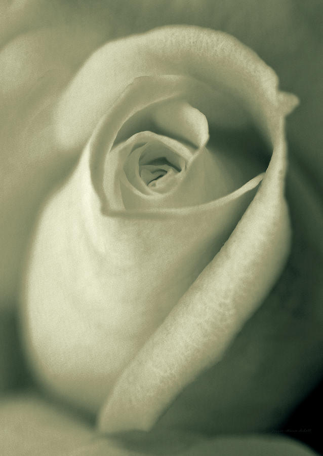 Vintage Green Rose Bud Flower Photograph by Jennie Marie Schell