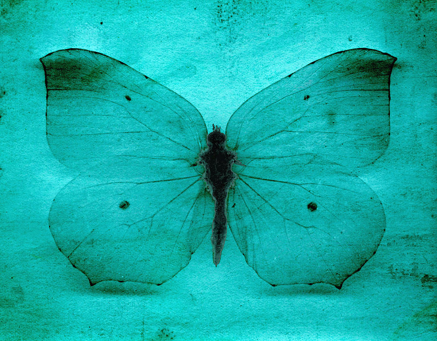 Vintage Grunge Butterfly Digital Art